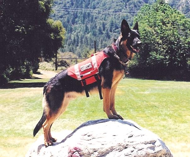 Shabrack Modified German Shepherd Rescue Dog - Ruffian Specialties 30-04-0002