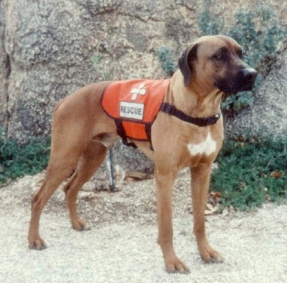 Shabrack Standard Rescue Dog - Ruffian Specialties 30-04-0001